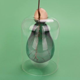 Balvi | Glass Seed Grower | Avocado