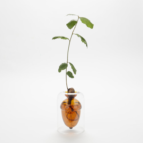 Balvi | Glass Seed Grower | Acorn