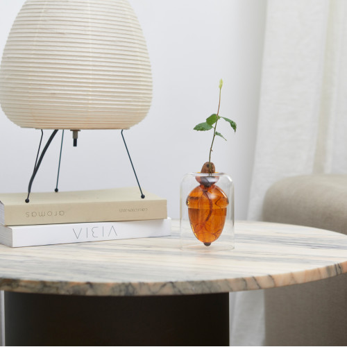 Balvi | Glass Seed Grower | Acorn