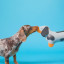Balvi | Dachsund Umbrella | Grey Balvi | Dachsund Umbrella | Grey