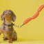 Balvi | Hotdog Dog Leash | 110cm